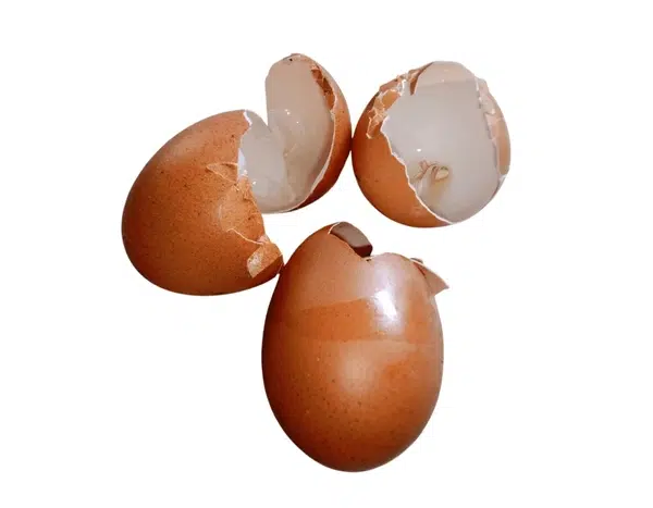 limbah cangkang telur 
