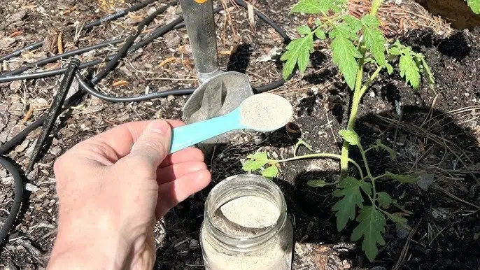 pengolahan cangkang telur