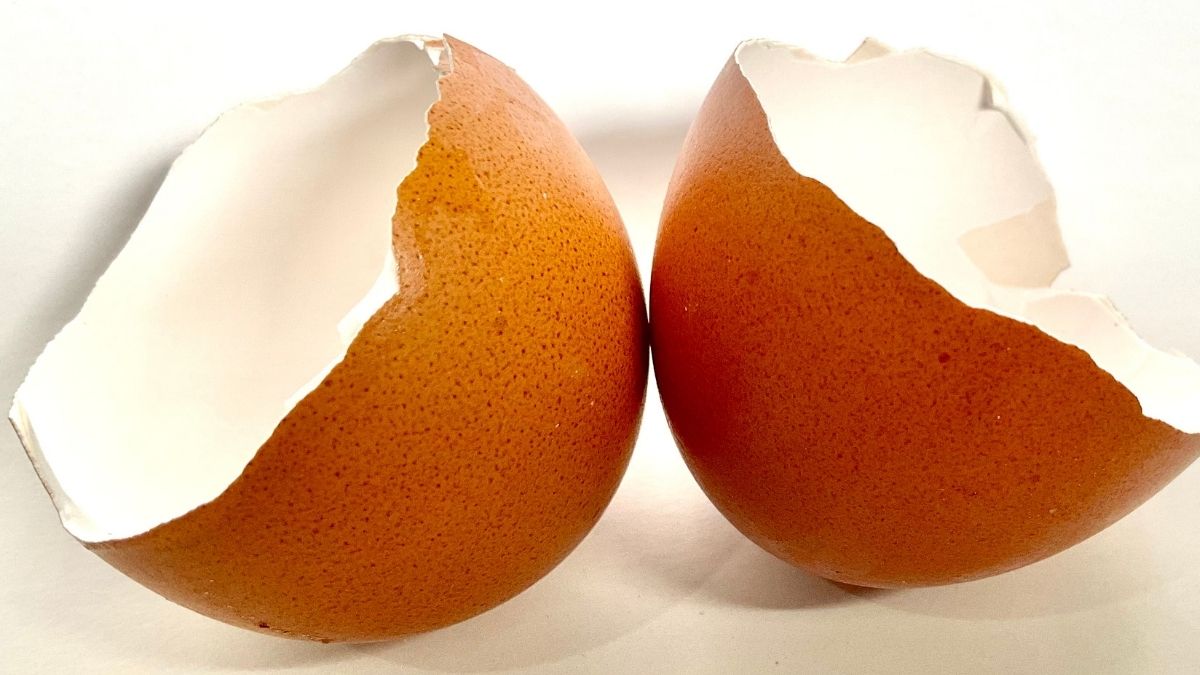 manfaat cangkang telur untuk manusia