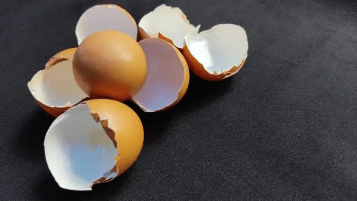 tepung cangkang telur