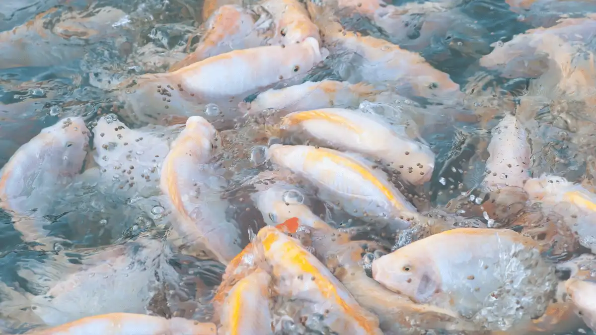 cara memasang aerator