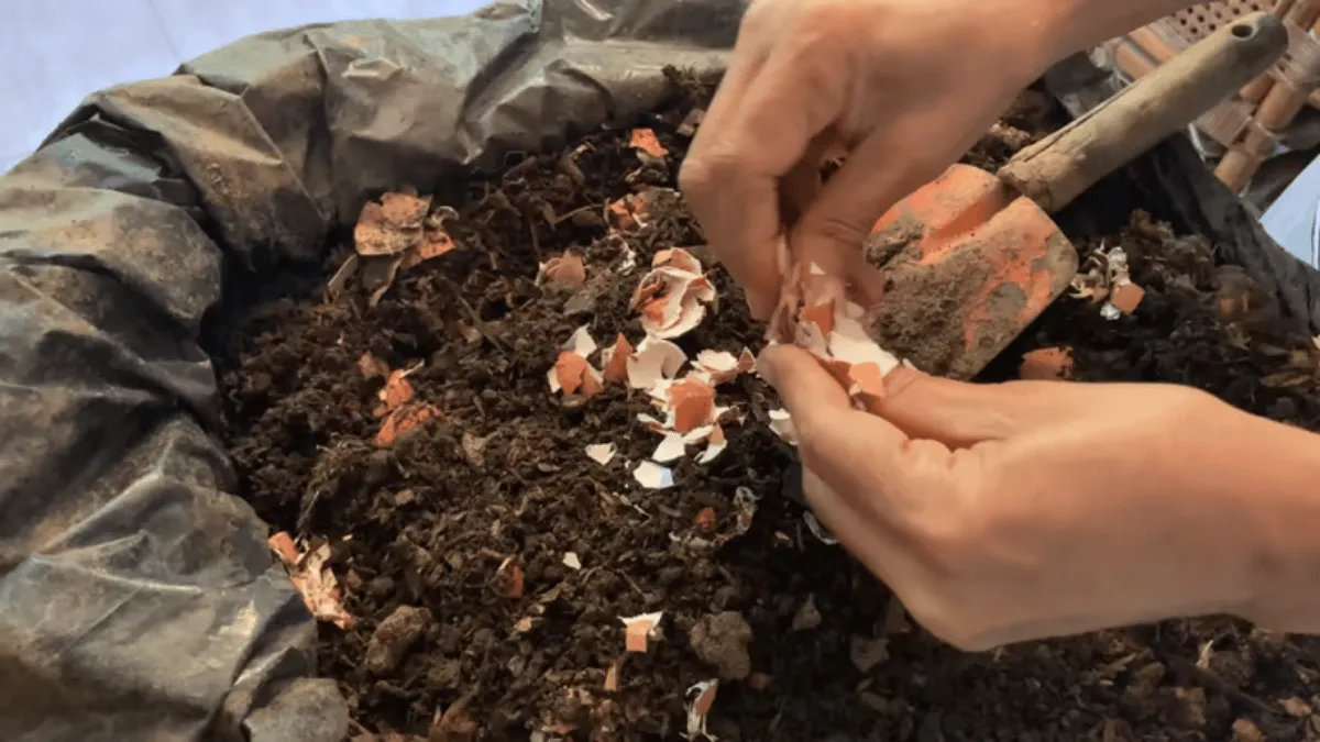 cara memberikan cangkang telur tips pemberian pupuk cangkang telur