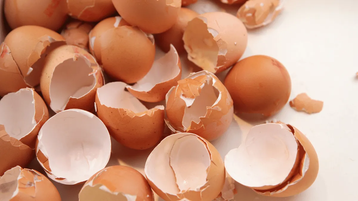 cara membuat kalsium dari cangkang telur manfaat cangkang telur untuk kesehatan