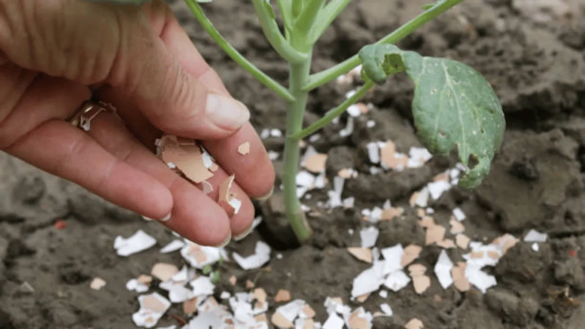 cara memberikan cangkang telur