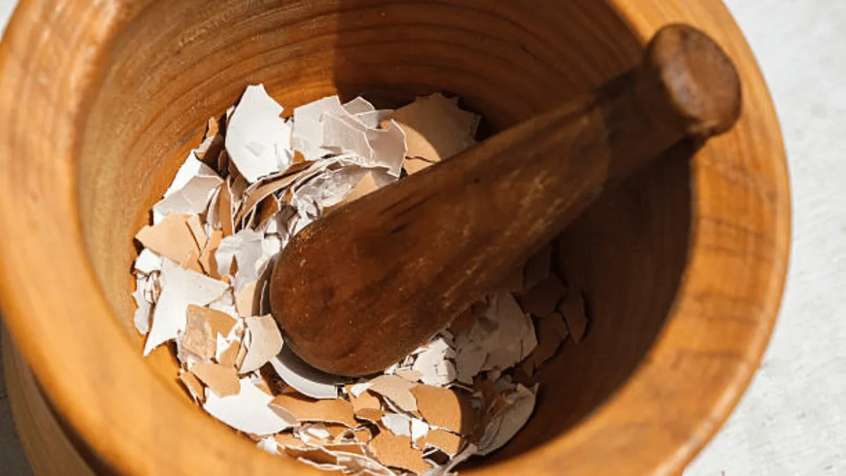 cara mengolah cangkang telur untuk tanaman cabe cara mengolah cangkang telur