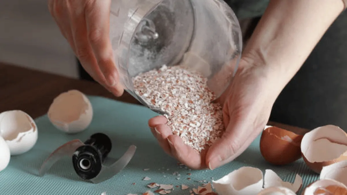 cara mengolah tepung cangkang telur