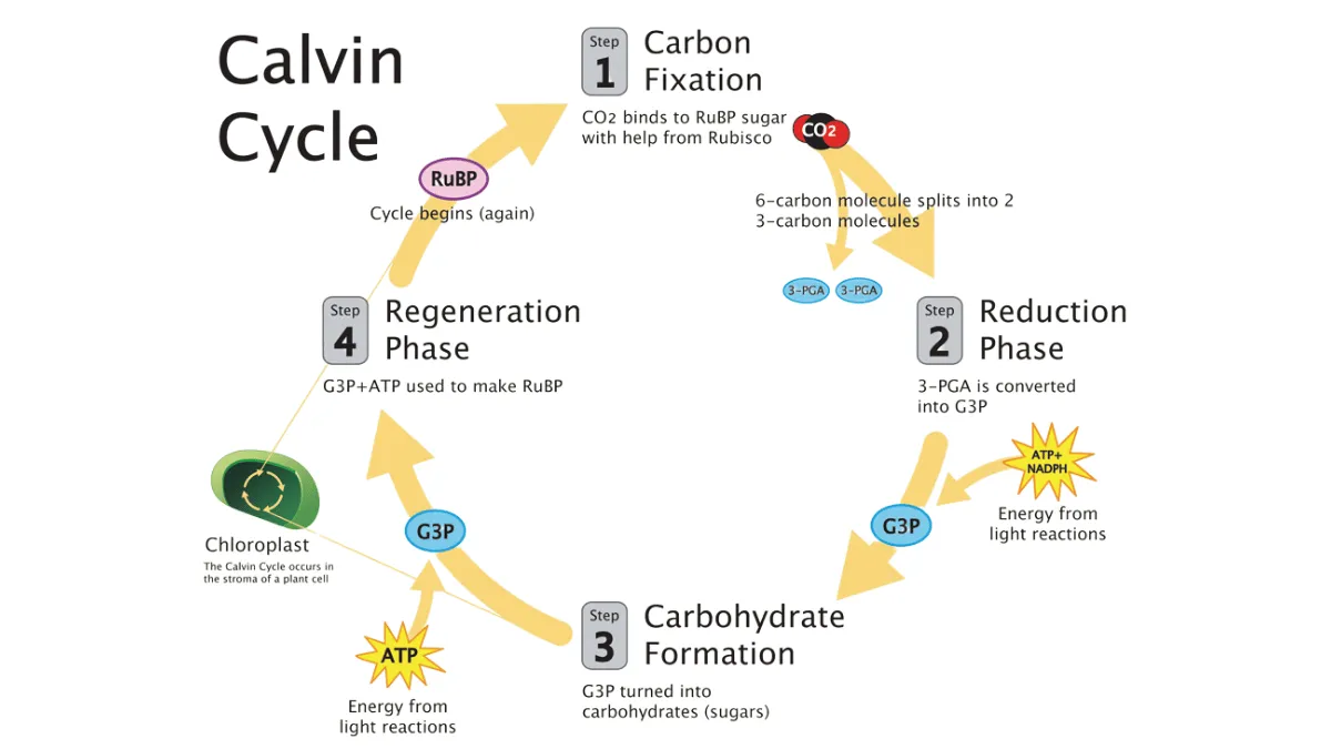 proses fotosintesis tanaman C3