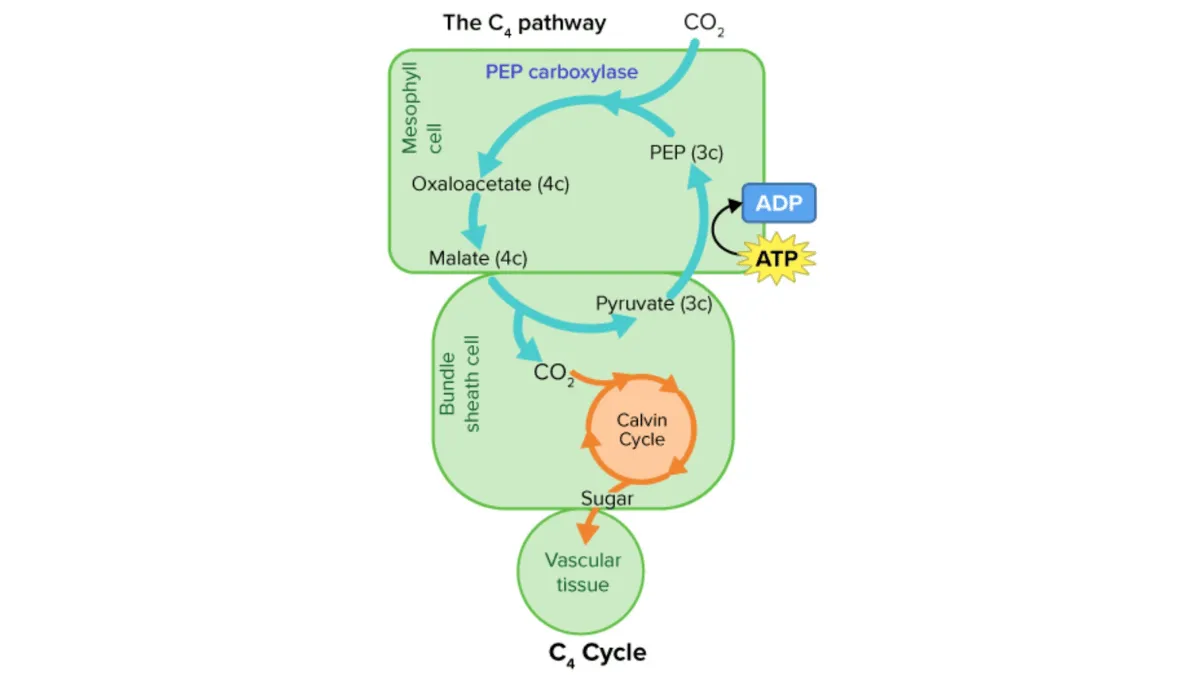 proses fotosimtesis tanaman C4