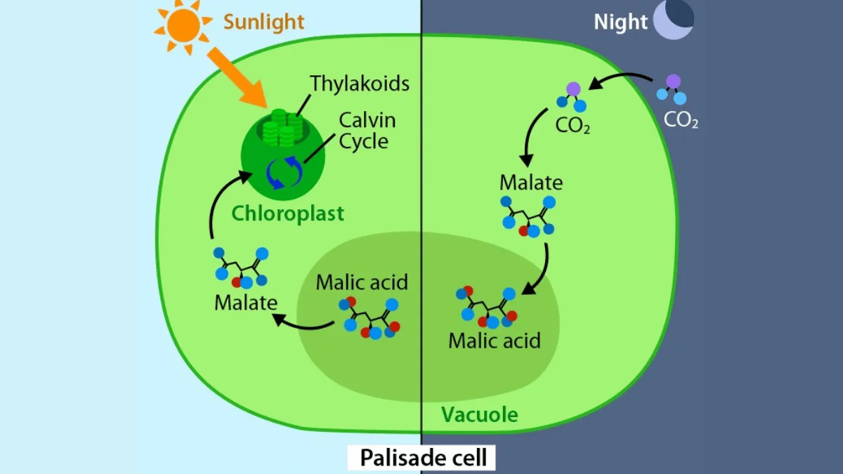 proses fotosintesis tanaman CAM