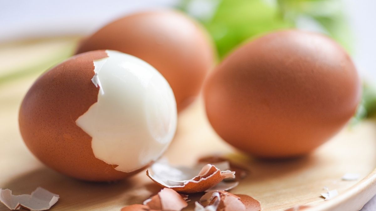 komposisi cangkang telur