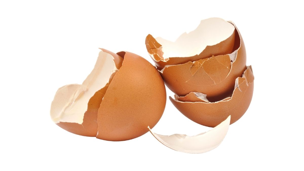 kadungan di dalam cangknag telur