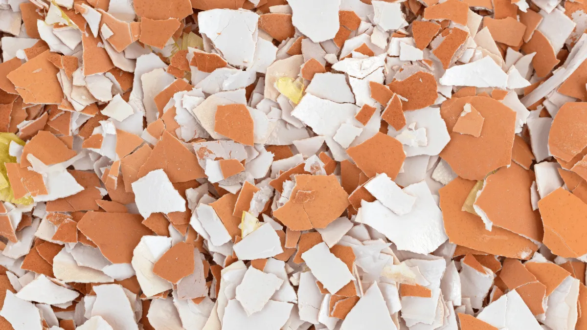 kandungan nutrisi cangkang telur kandungan nutrisi cangkang telur