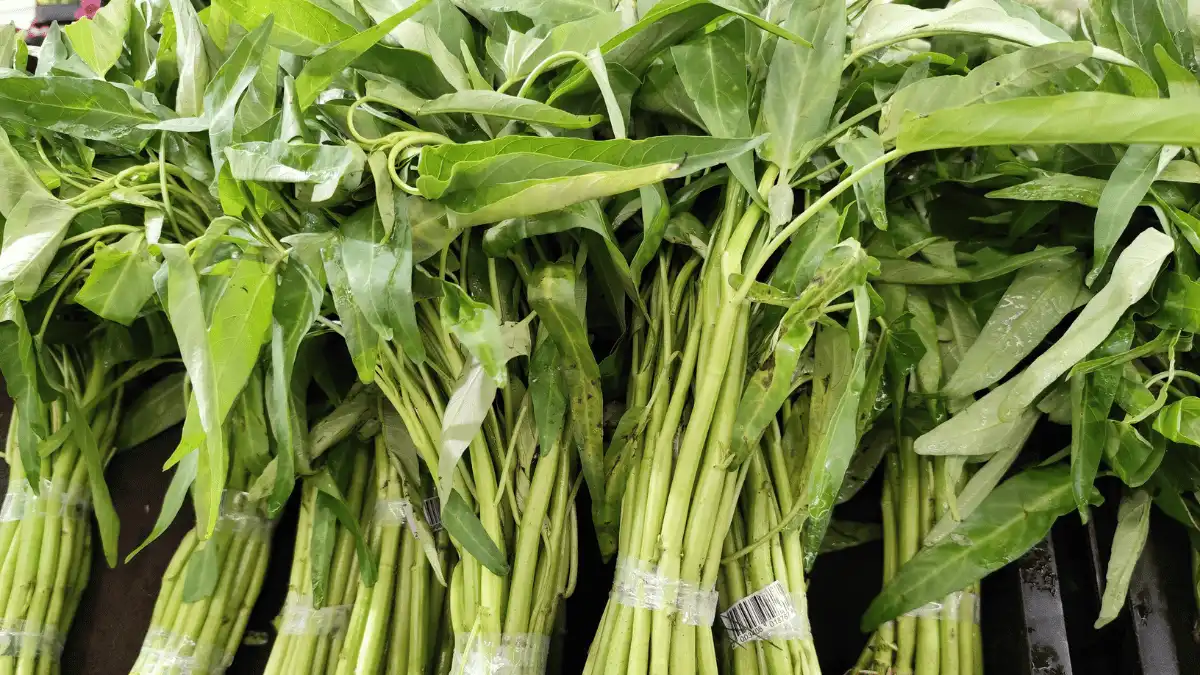 kangkung kangkung