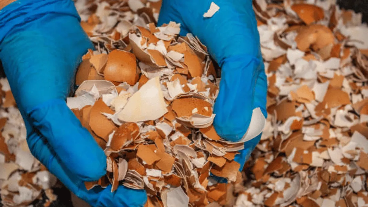 kesalahan umum dalam mengolah cangkang telur kesalahan umum dalam mengolah cangkang telur