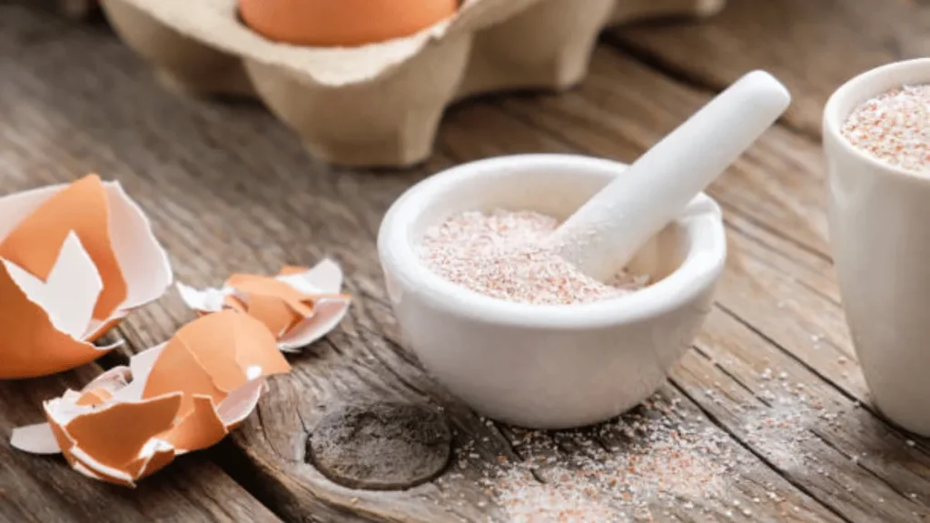 langkah langkah mengolah cangkang telur bubuk cangkang telur