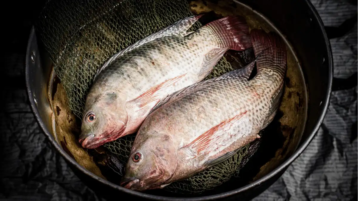 manfaat penggunaan aerator