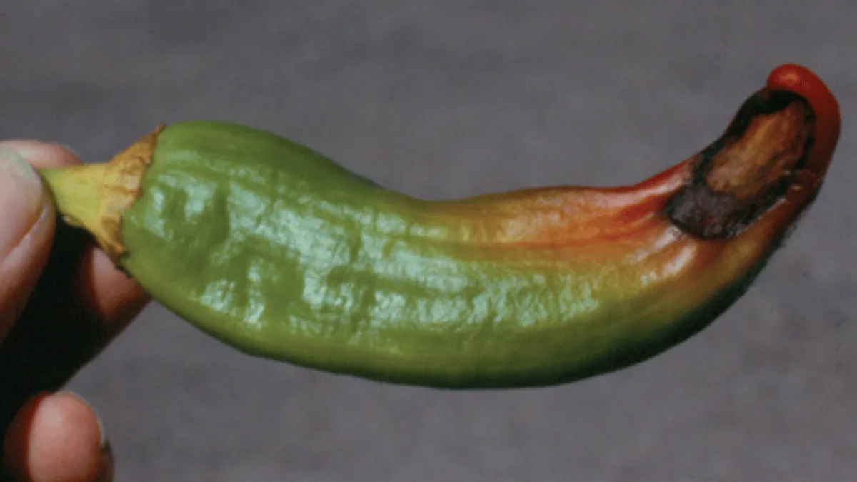 manfaat cangkang telur buat tanaman cabe manfaat cangkang telur untuk tanaman cabe