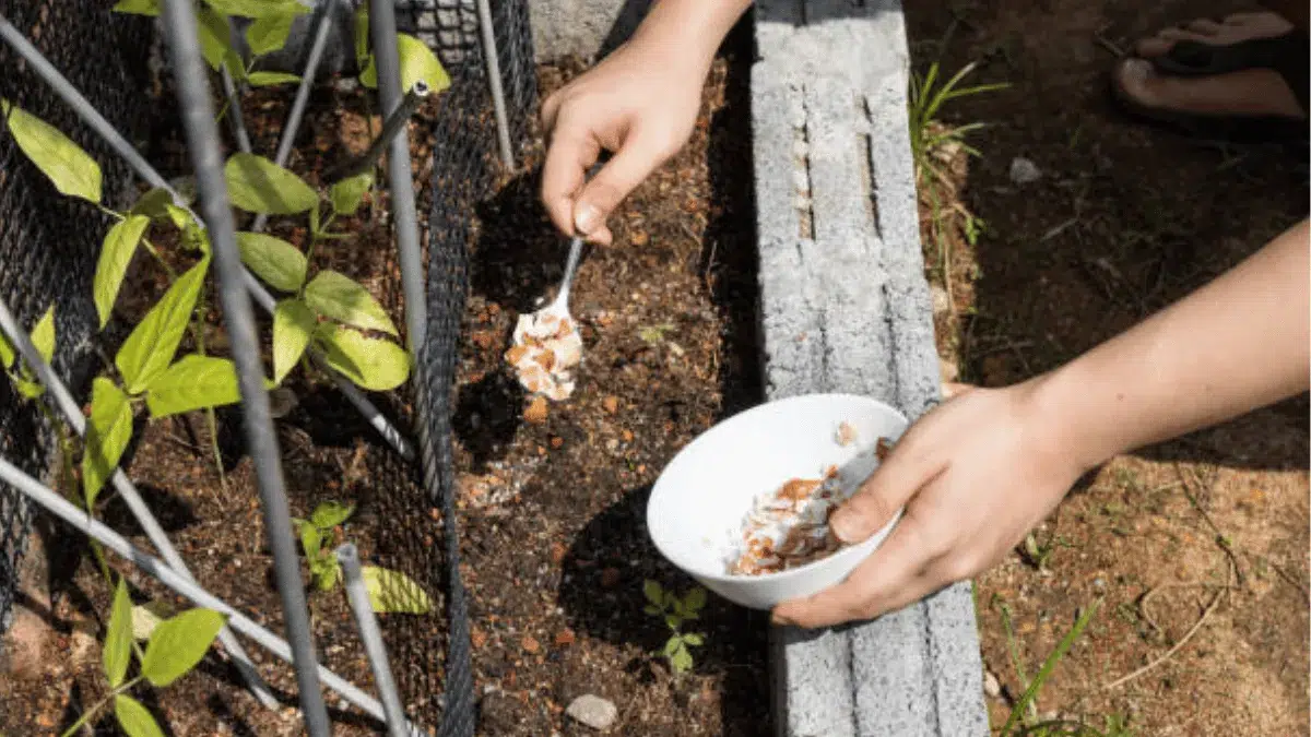 manfaat cangkang telur buat tanaman manfaat cangkang telur buat tanaman