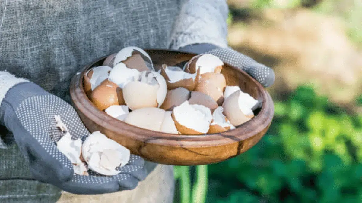 manfaat cangkang telur untuk kecantikan