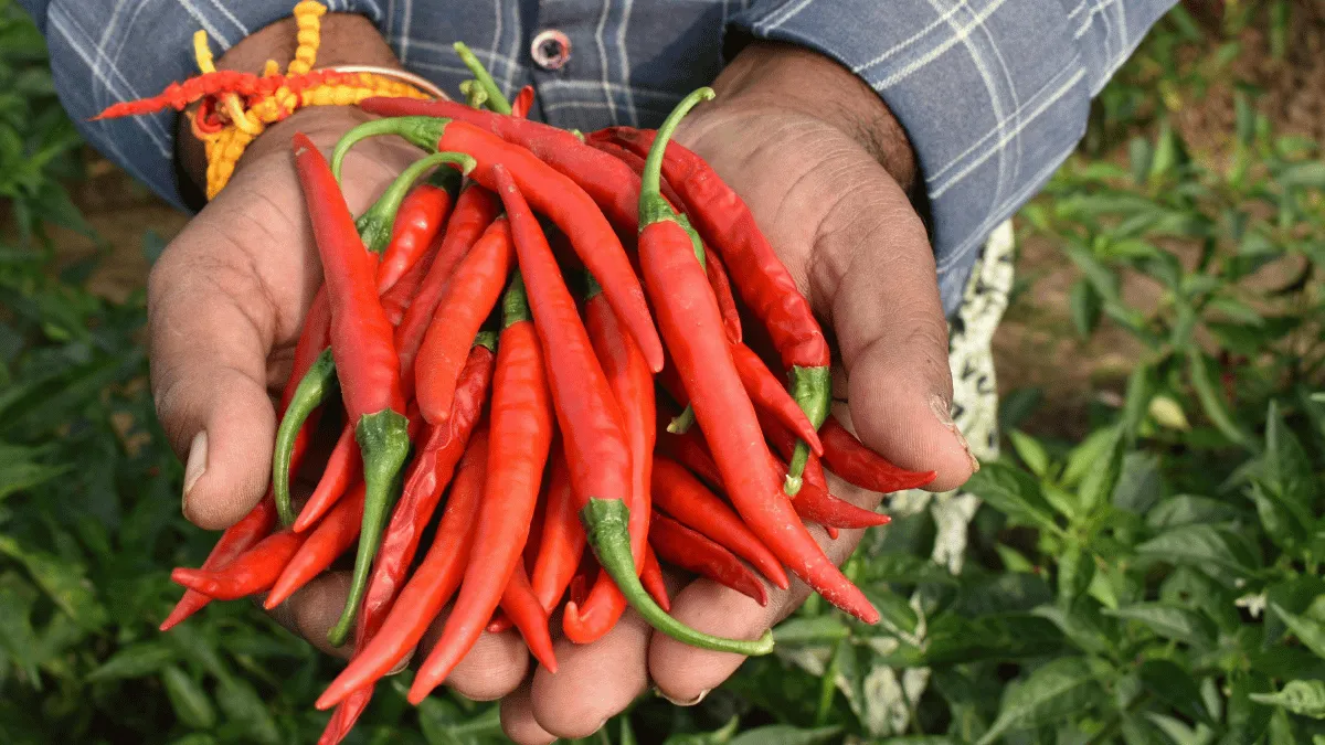 manfaat cangkang telur untuk tanaman cabe