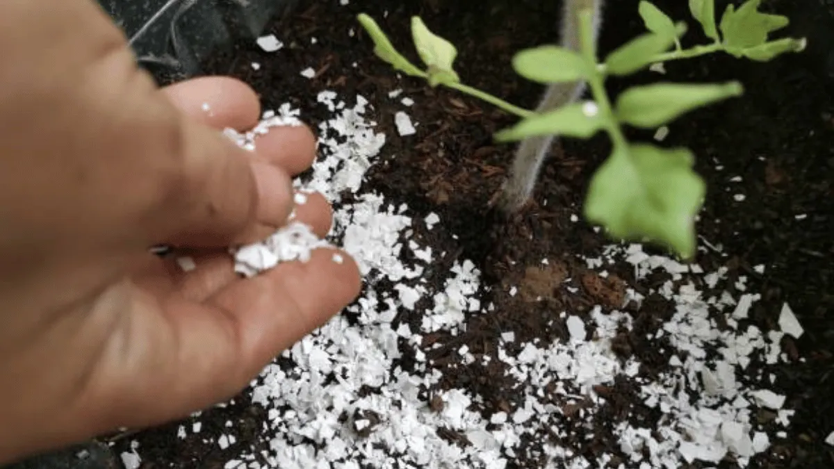 manfaat cangkang telur untuk tanaman