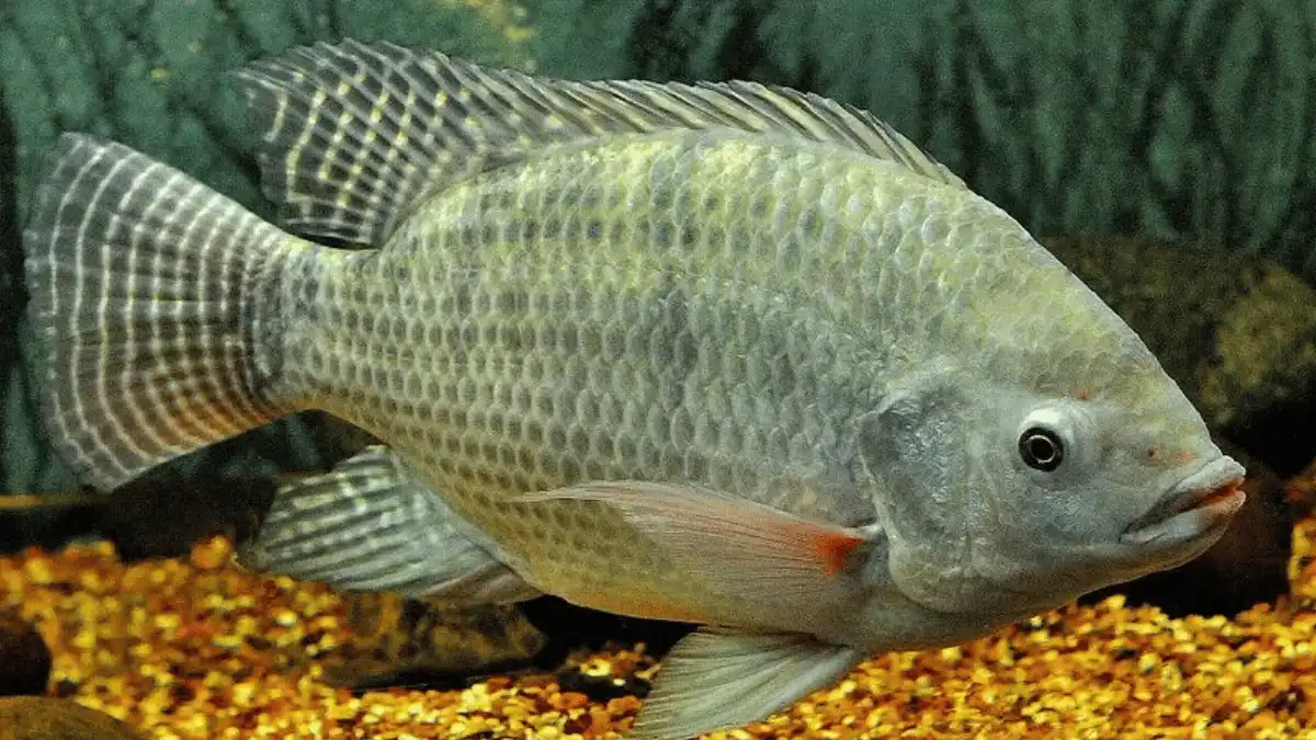 manfaat pakan tinggi protein manfaat pakan tinggi protein