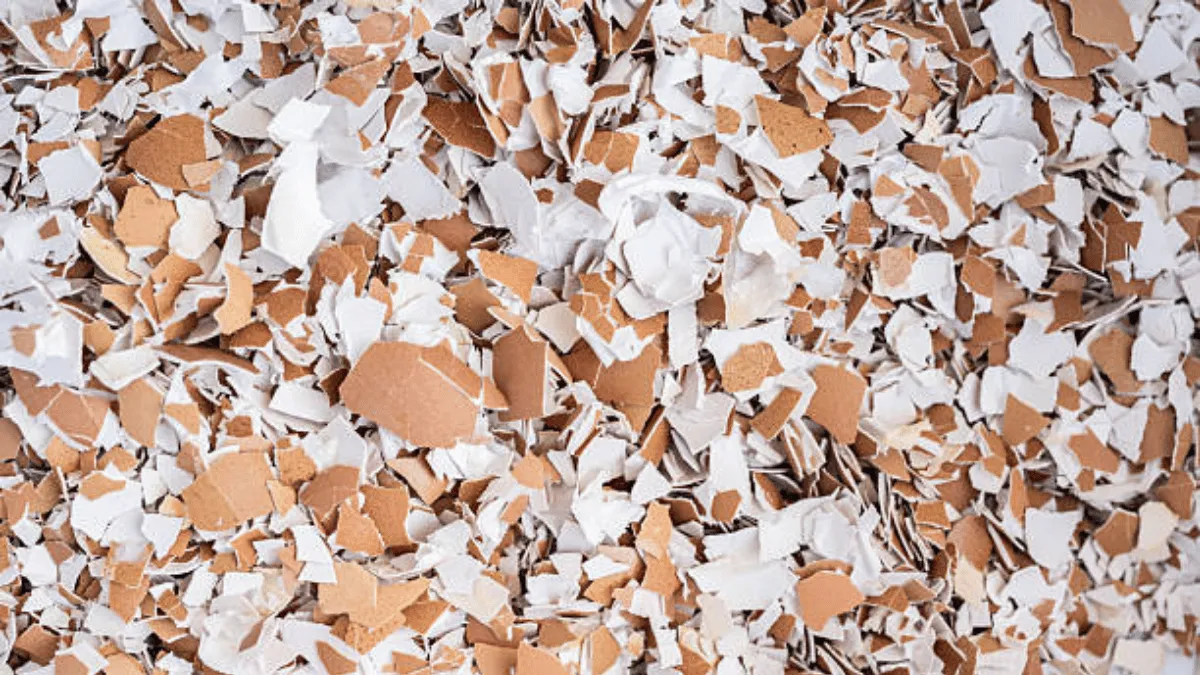 manfaat tepung cangkang telur