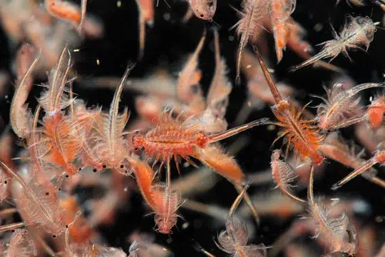 penetasan artemia