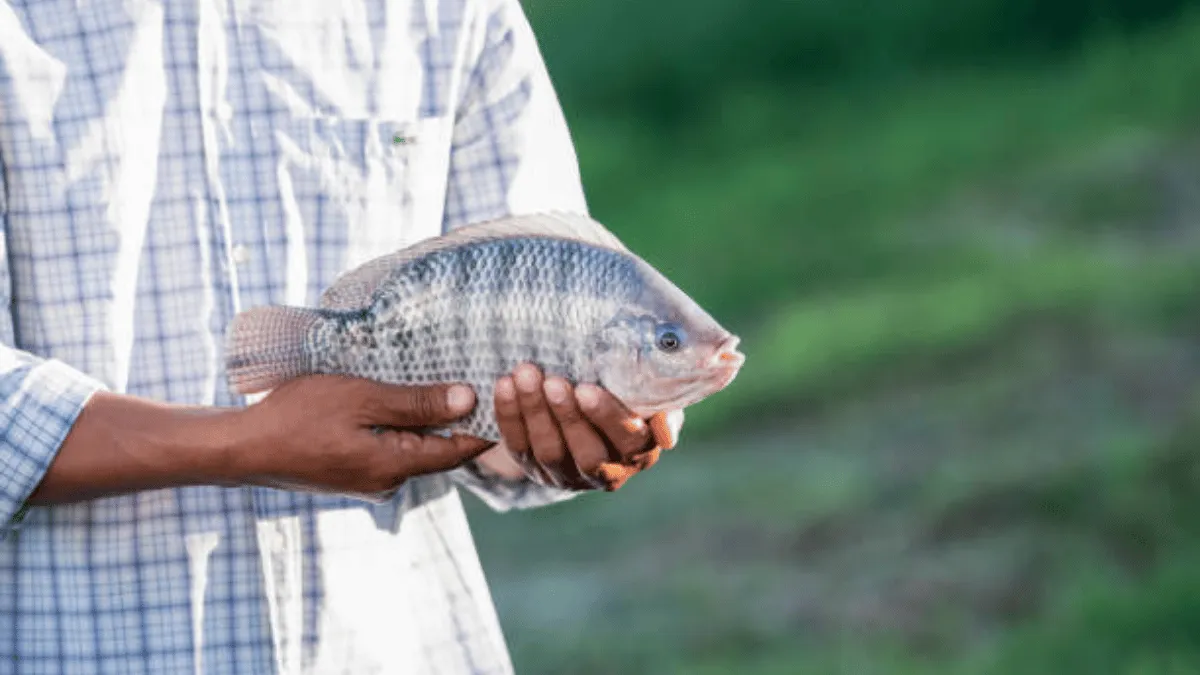 pakan ikan nila tinggi protein pakan ikan nila tinggi protein