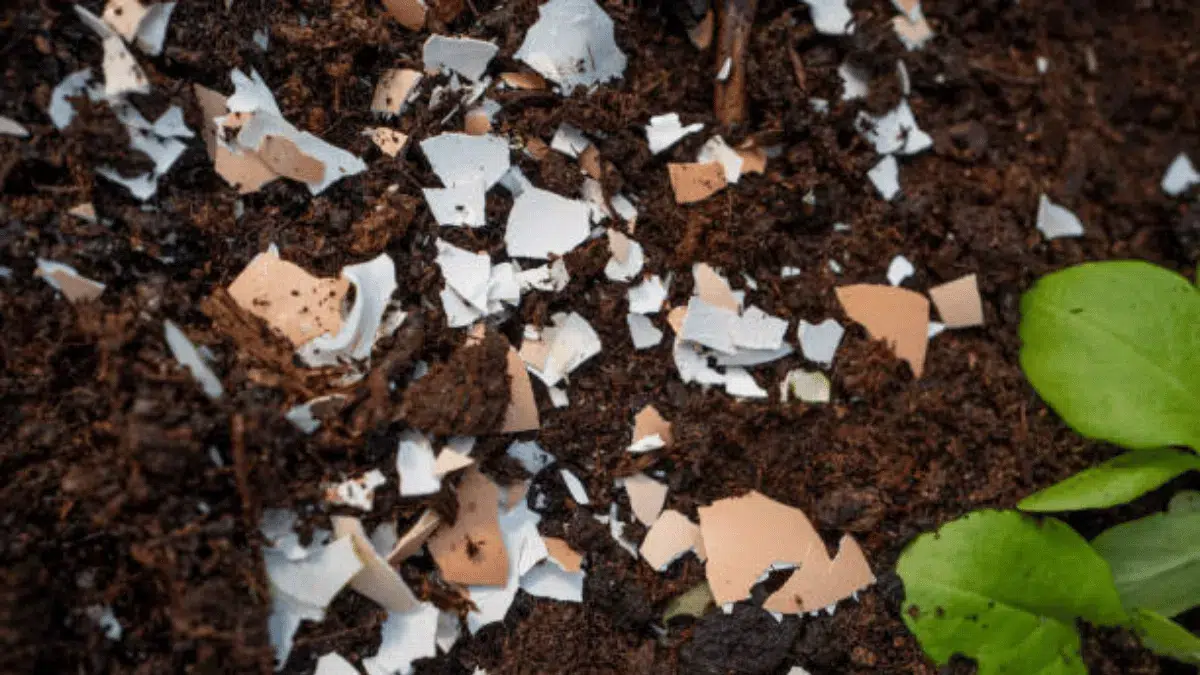 pemanfaatan cangkang telur pemanfaatan cangkang telur
