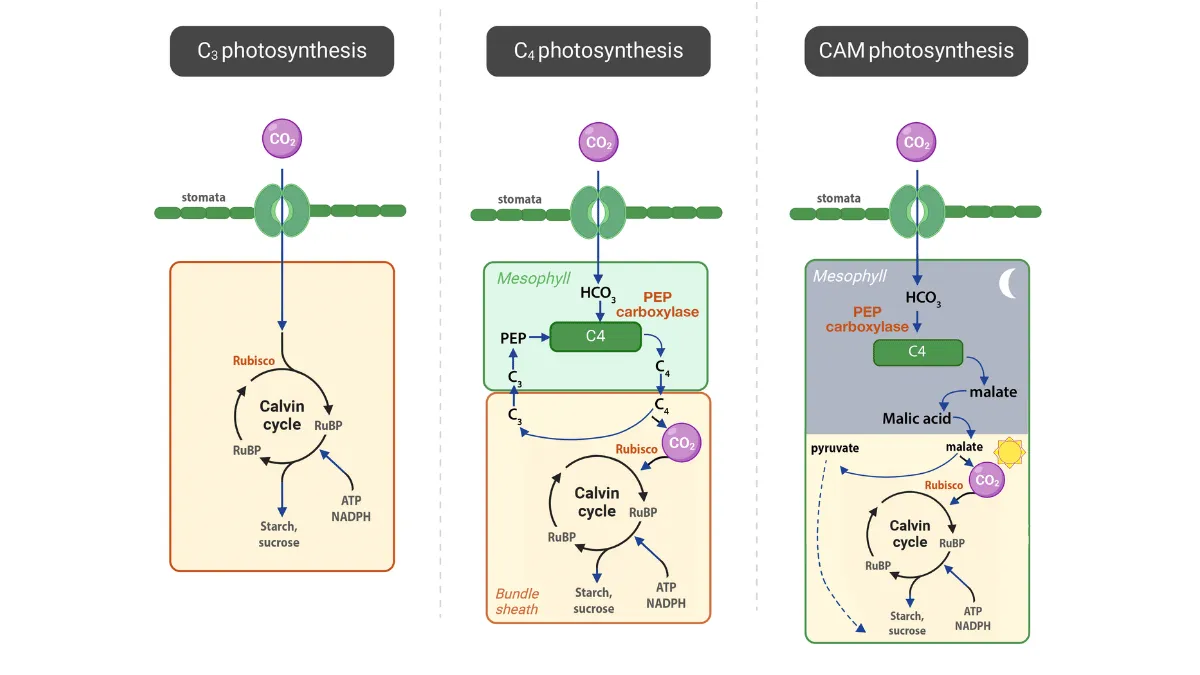 perbedaan proses fotosintesis pada tanaman C3, C4 dan CAM