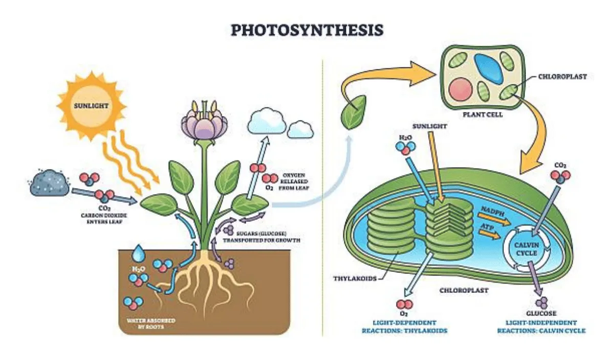 perbedaan proses fotosintesis pada tanaman c3 c4 cam perbedaan proses fotosintesis pada tanaman c3 c4 cam