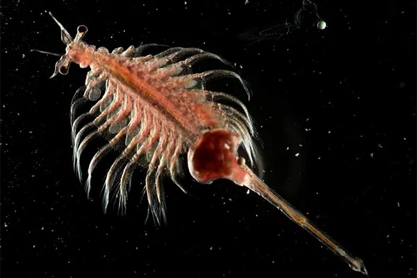 strategi pemberian artemia