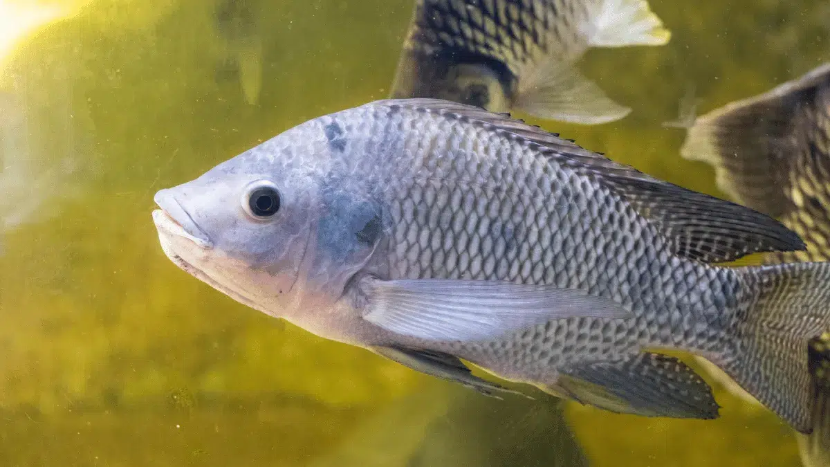 tips pemberian pakan tips pemberian pakan