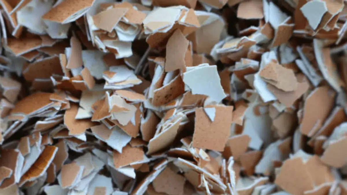 tips pemberian tepung cangkang telur