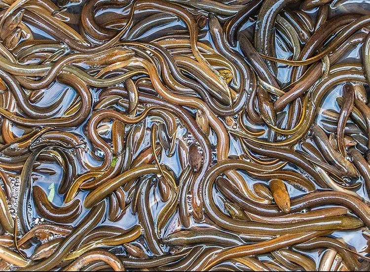 Faktor penting dalam budidaya belut