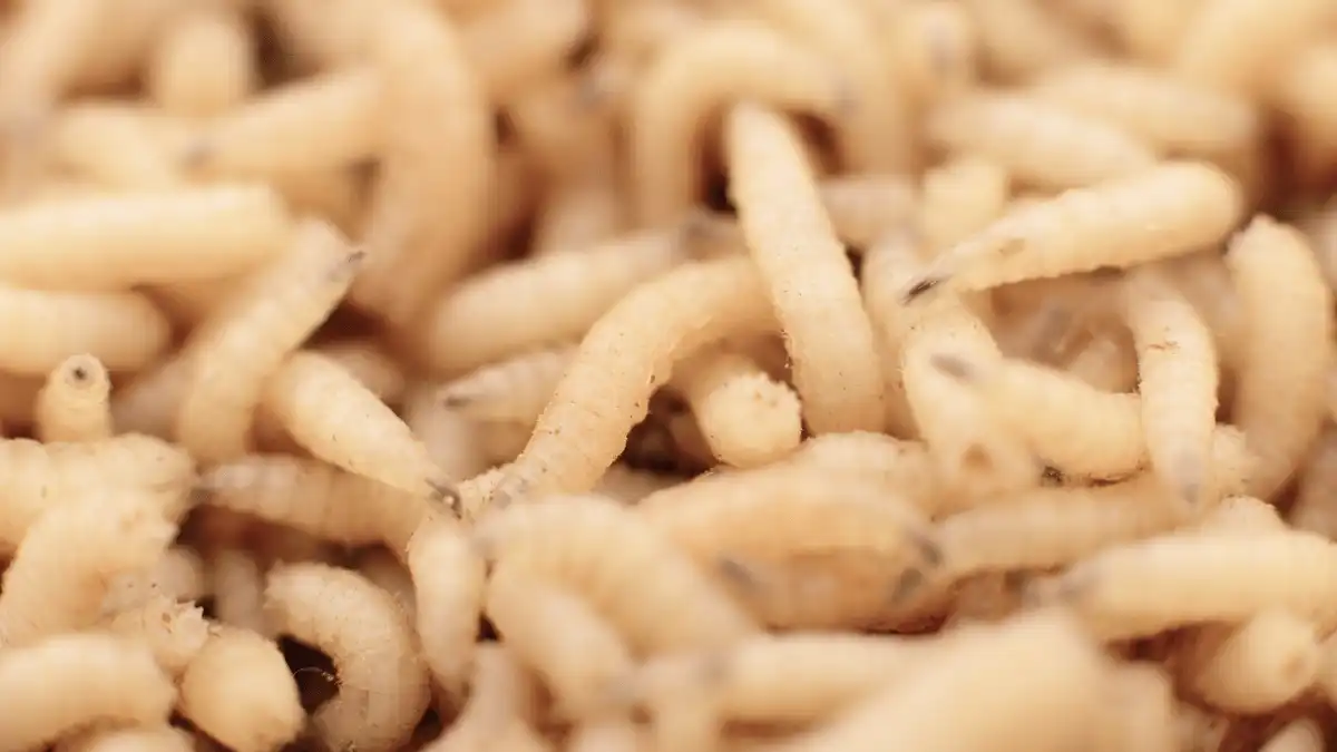 mengenal maggot