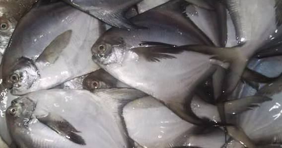 budidaya bawal bintang