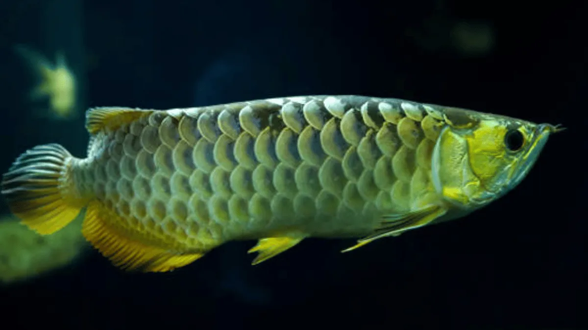 cara merawat arwana black golden