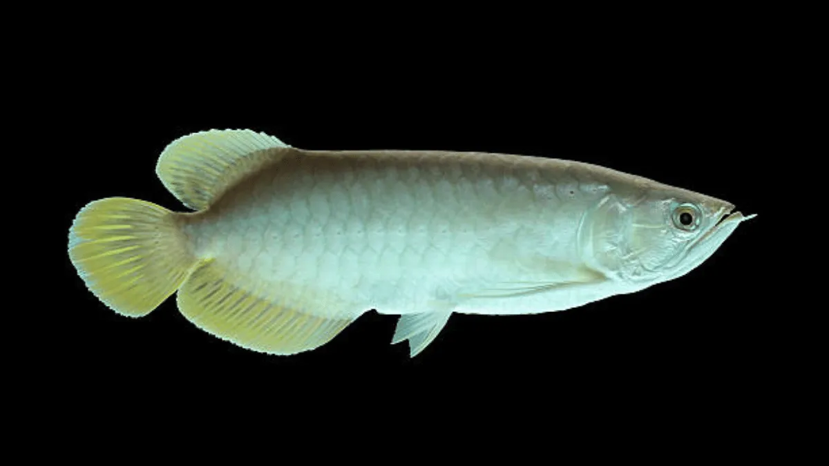 keunikan arwana black golden