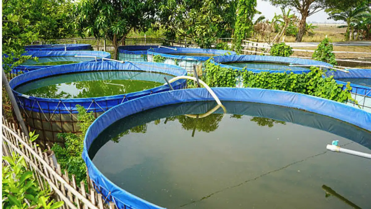 kolam bioflok