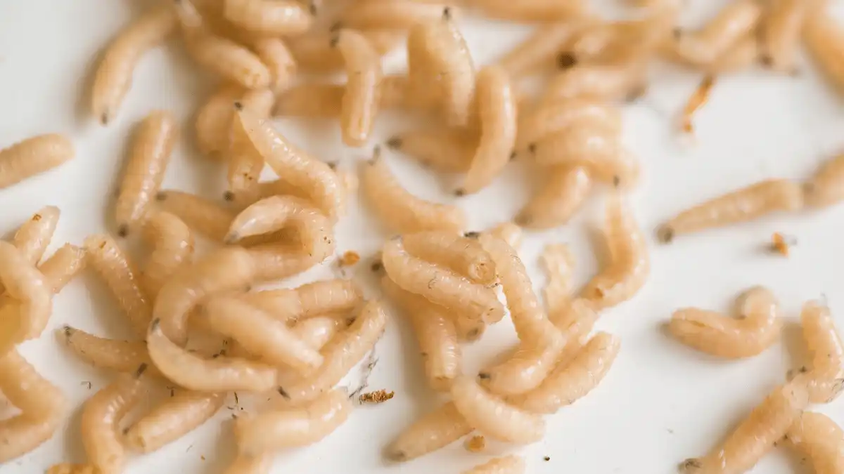 cara budidaya maggot