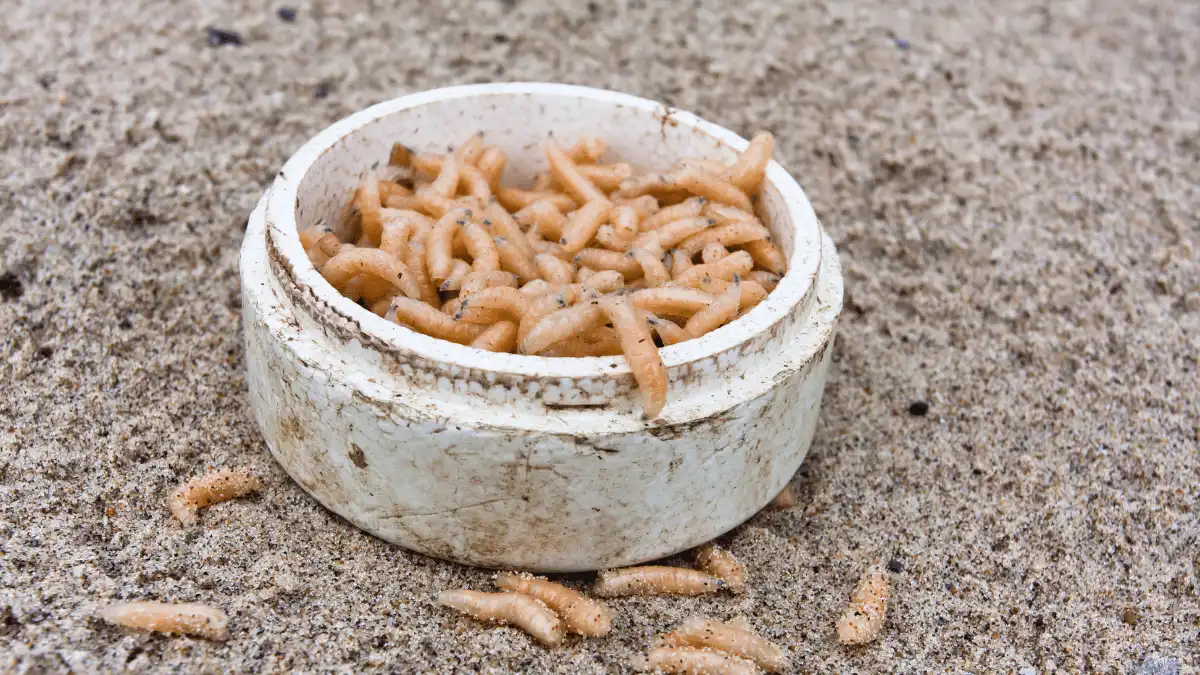 manfaat maggot