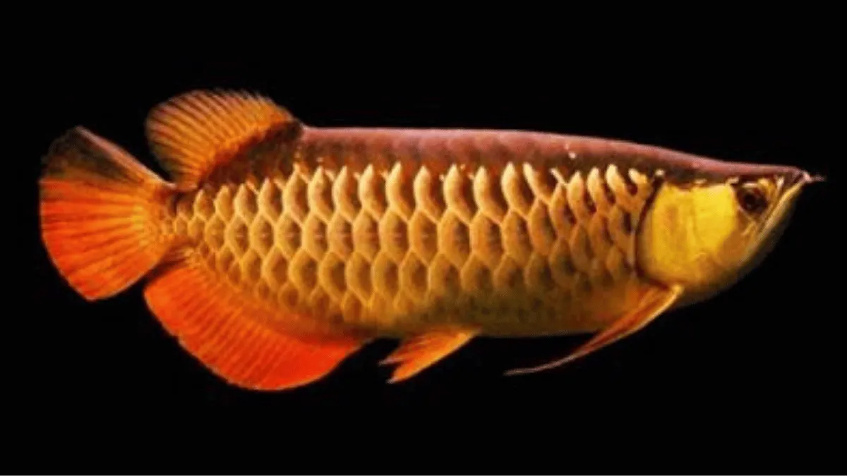 arwana black golden