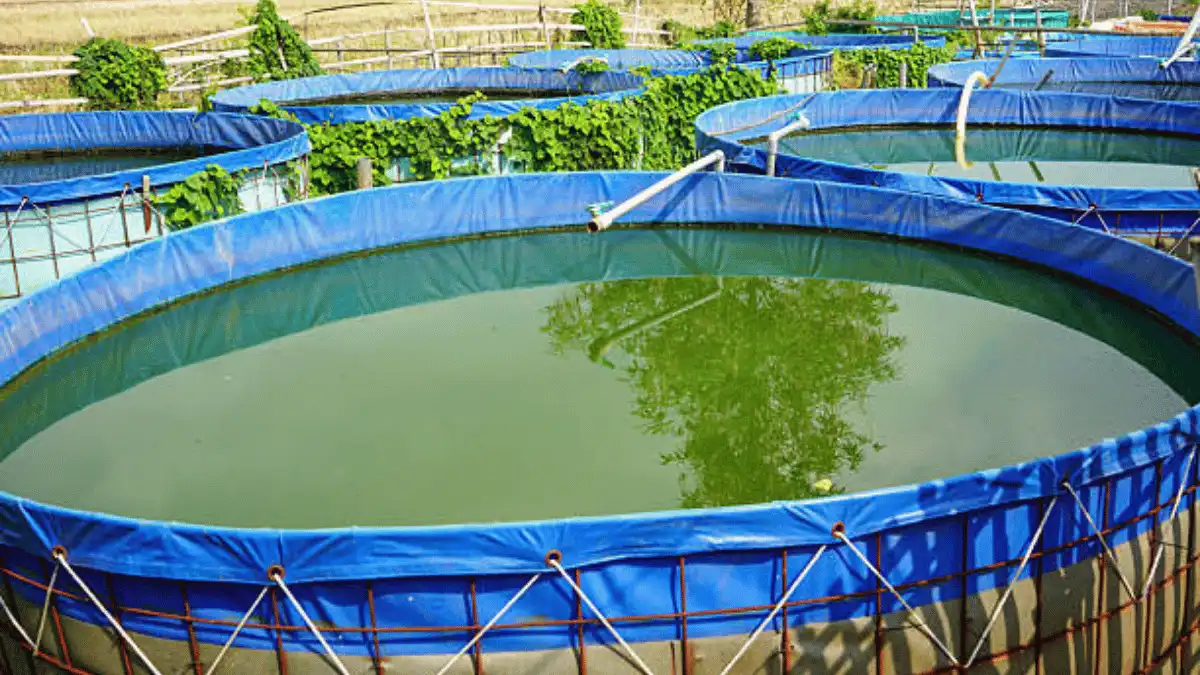 cara mengelola kolam bioflok