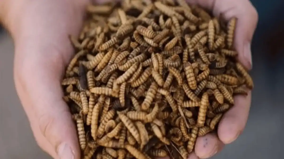 persiapan budidaya maggot