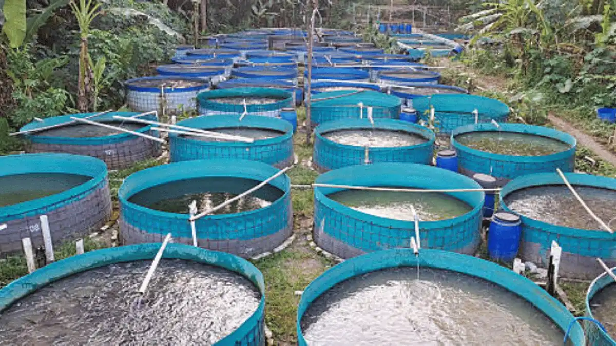 persiapan kolam bioflok