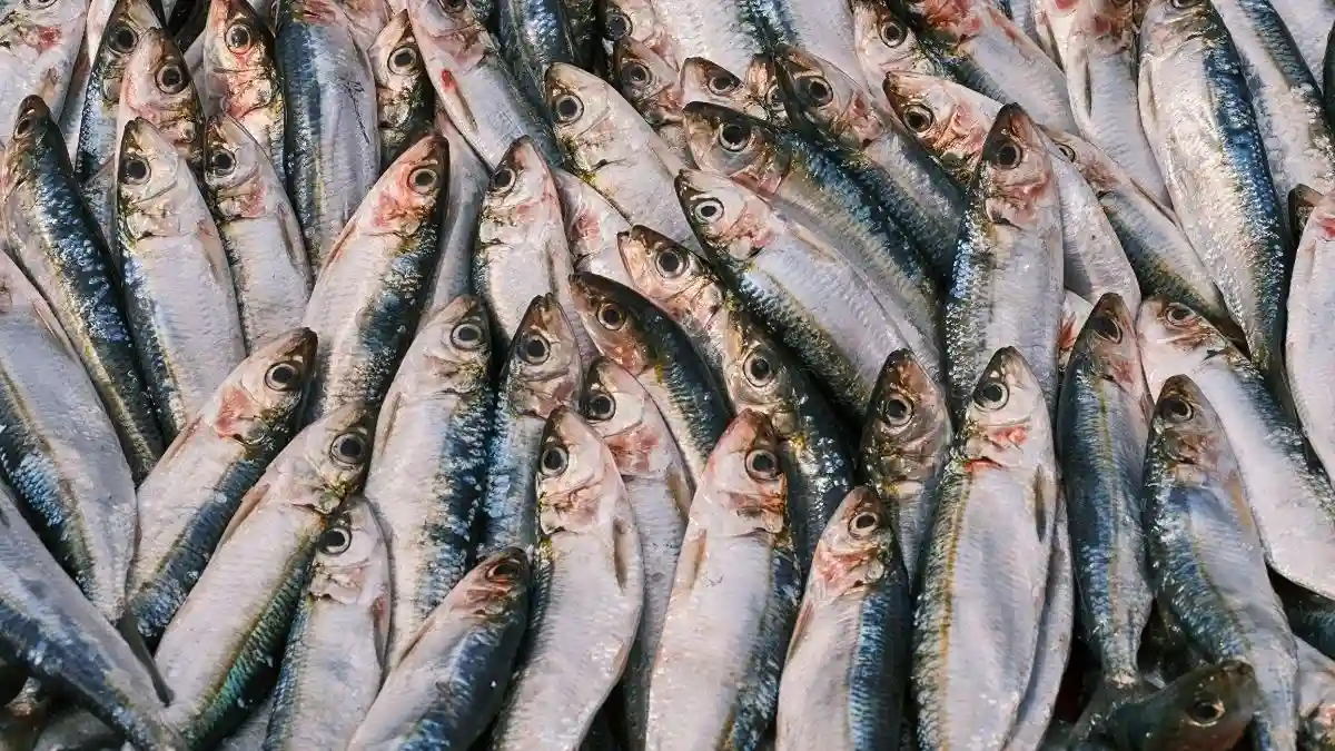 8 Hal Tentang Protein Tinggi Pakan Ikan yang Wajib Kamu Ketahui Sumber Pexels Engin Akyurt 8 Hal Tentang Protein Tinggi Pakan Ikan yang Wajib Kamu Ketahui (Sumber - Pexels Engin Akyurt)