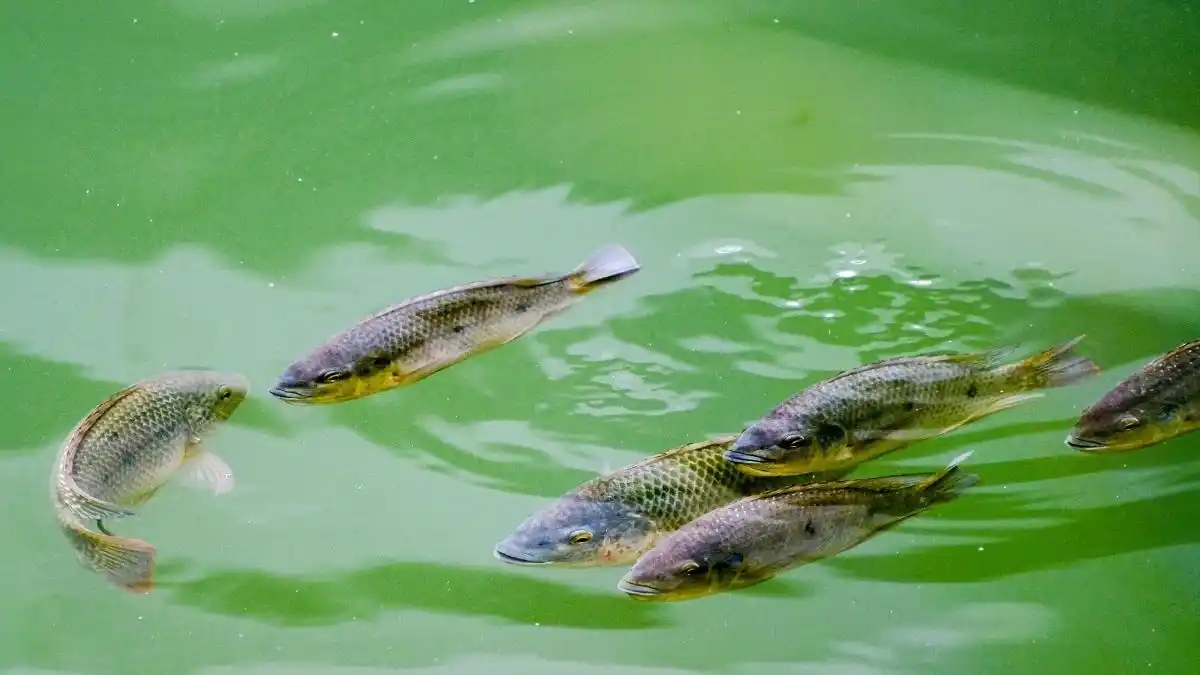 Ikan sungai makan bahan fermentasi alami Foto Pexels Harry Pics 1 Ikan sungai makan bahan fermentasi alami (Foto: Pexels | Harry Pics)