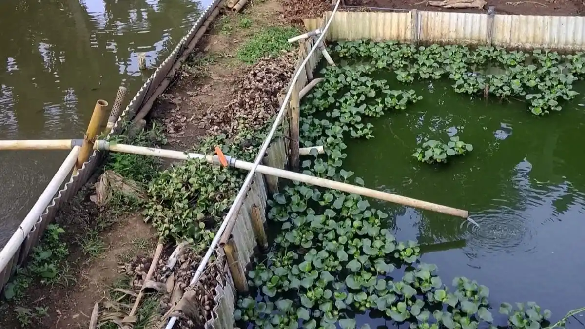 Kebutuhan dan Kualitas Air pada Budidaya Ikan Lele Kebutuhan dan Kualitas Air pada Budidaya Ikan Lele